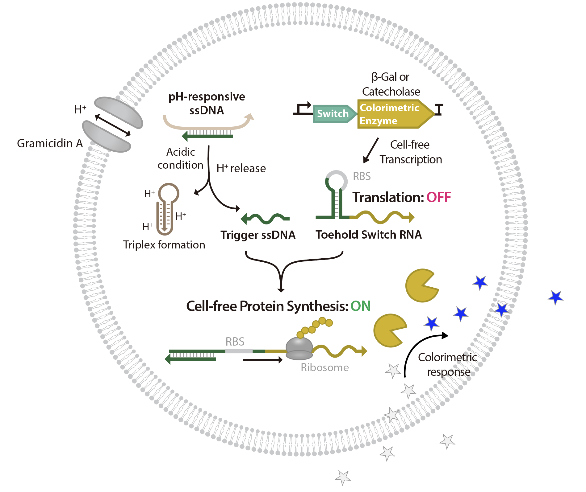 Schematic of DevCell pH sensor: from pH drop to colorimetric enzyme production to colorimetric response.